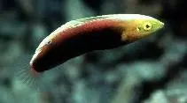 Halichoeres iridis